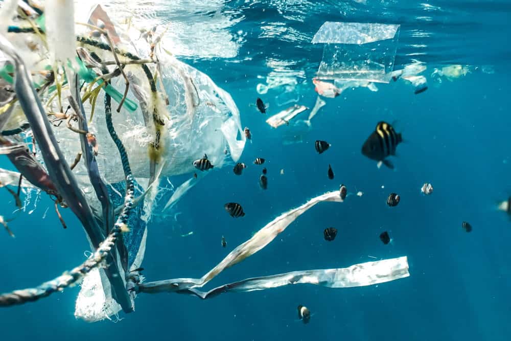 Water bottles and food containers are thrown into the ocean. This cause severe harms to creatures.
